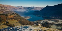 sheep, fog, frost, lake, ullswater, lake district, england